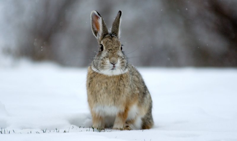 Bunny its cold Outside