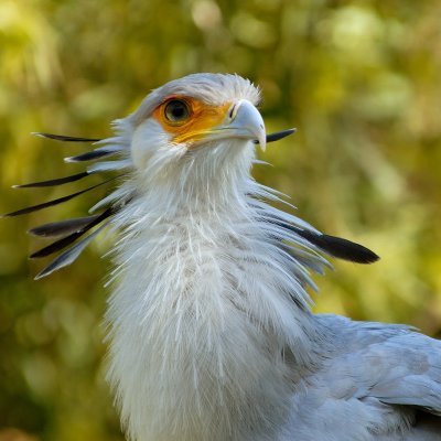 Secretary Bird, Sagittarius Serpentarius