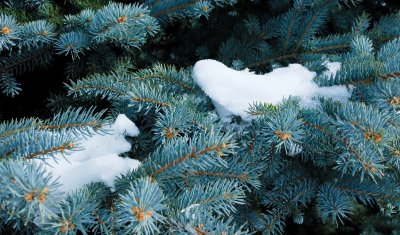 Blue Spruce in Winter Garb