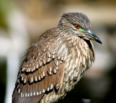 Feathers in a Bunch