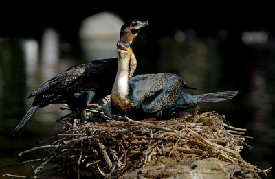 Double Double Crested Cormorant