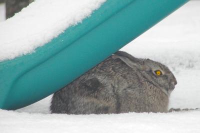 Backyard bunny.JPG