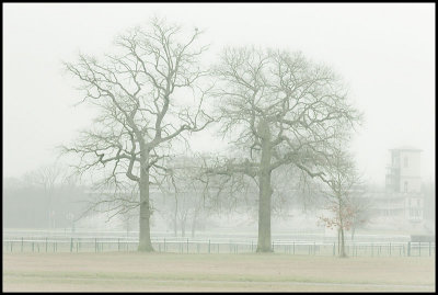 Two Trees and a Racecourse