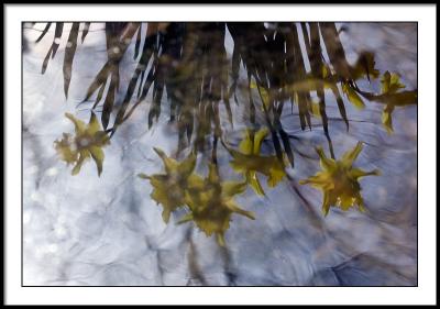 Daffodils in Nature's Mirror