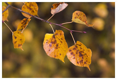 After the first Frost