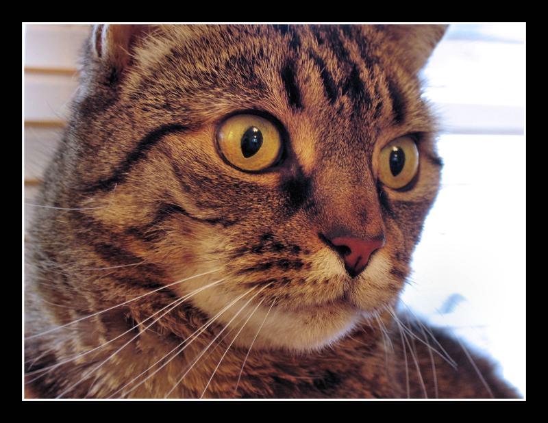 4 January - was that a mouse?