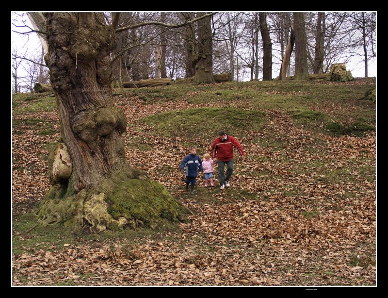 Knole Park