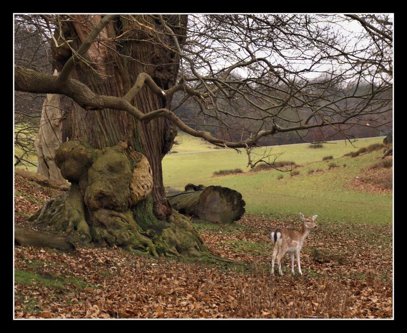 Knole Park