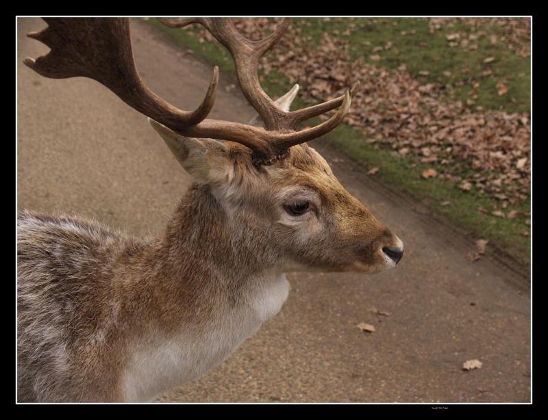 Knole Park