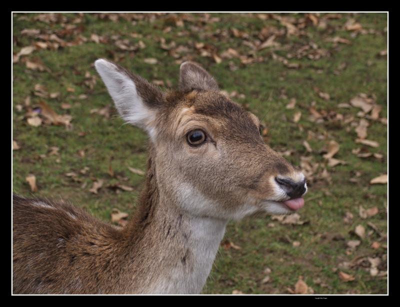 Knole Park