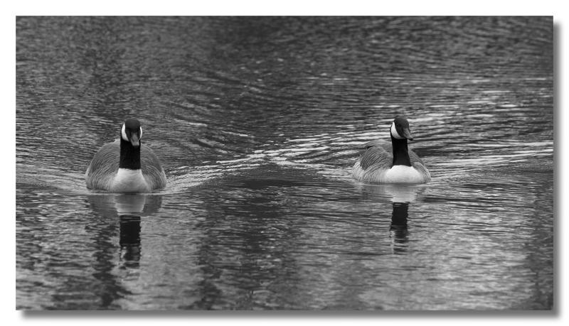 Geese