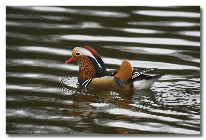 Mandarin duck (aka Kevin)