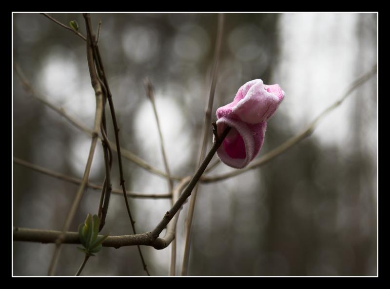 Is is a flower, no... its a sock