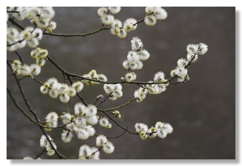 pussy willow