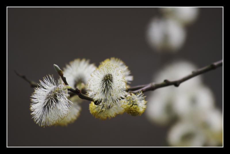 Pussy willow