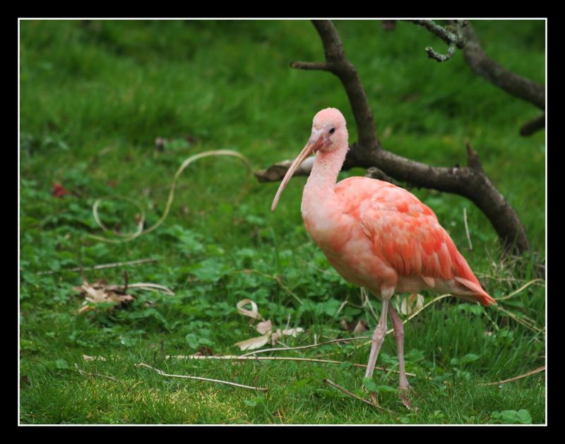 Ibis
