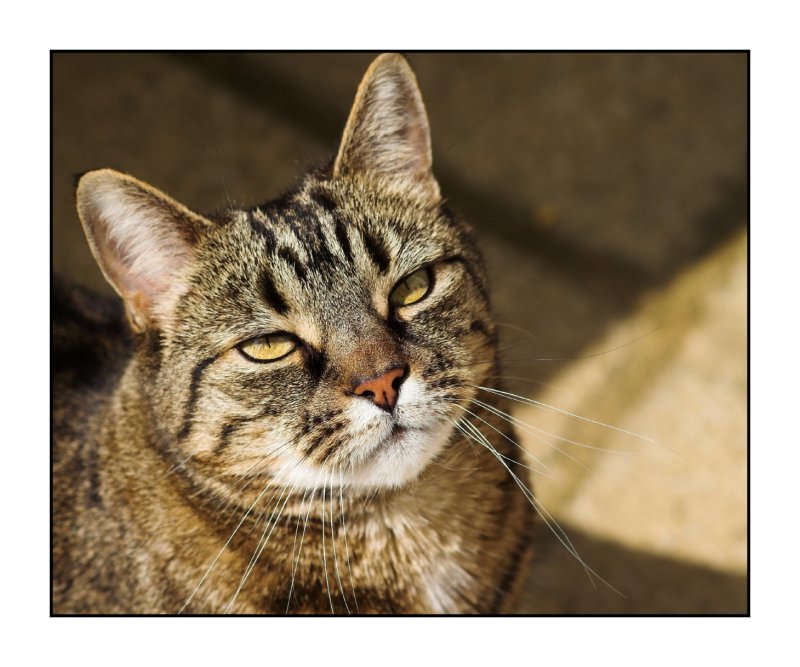 15 Sept - puddy cat