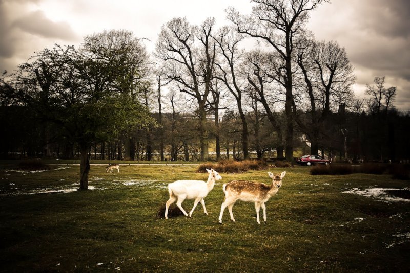 Knole Park