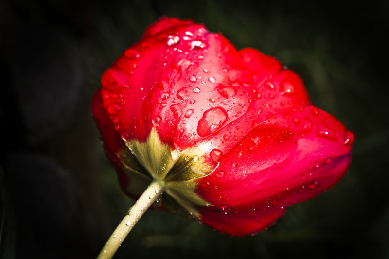 13 April - wet, wet, wet...