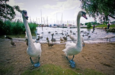 Giant swans!