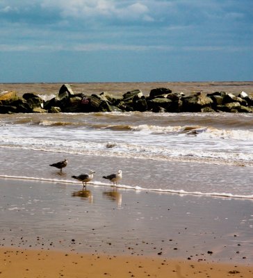 Seagulls paddling