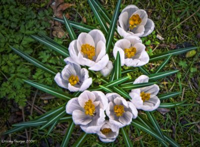 7 March - Crocuses