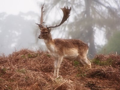 12 April - Misty Deer...