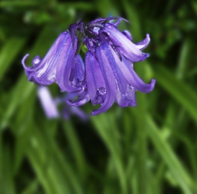 16 April - bluebells!