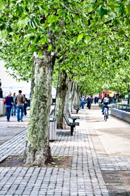 Spring greens along the Thames