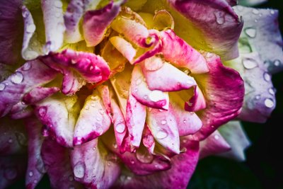 9 June - Wet & bedraggled...