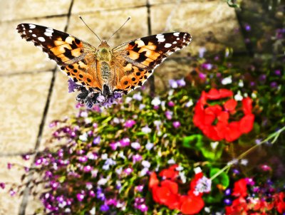 29 July - Flutterbye at the pub!