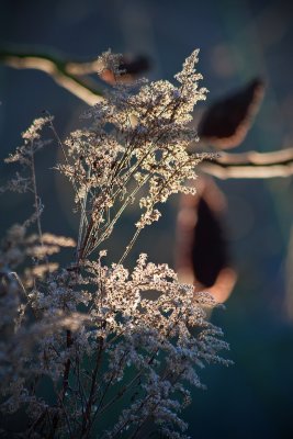 4 December - winter sun...