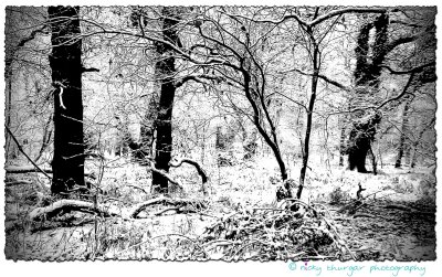 5 January - Snowy woods