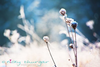 Frozen grass