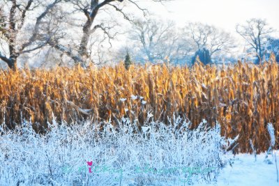 Golden corn & frozen grass