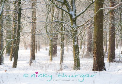 8 January - Snowy in the woods