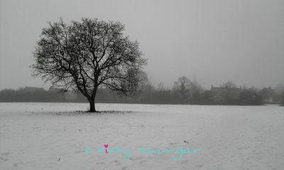 15 January - grey, dull, wet...