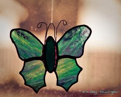 1 February - Butterfly
