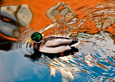 Duck reflections