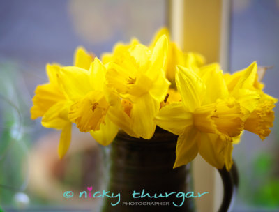 6 April - sunshiney daffs