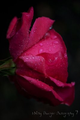 8 June - A rose...