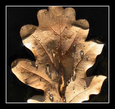 leaf in the ice
