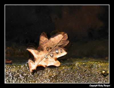 leaf & drops