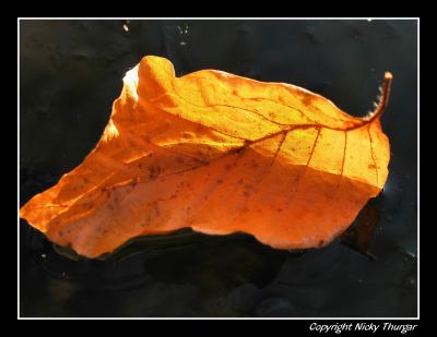trapped leaf