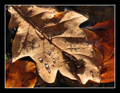 leaf in the ice