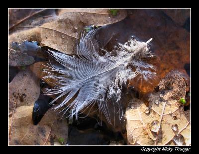 feather in the ice