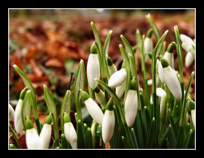 snowdrops