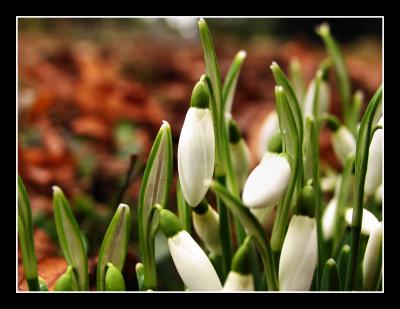 Snowdrops