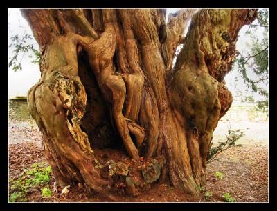 Ancient Yew