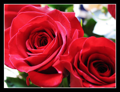 Valentines Roses